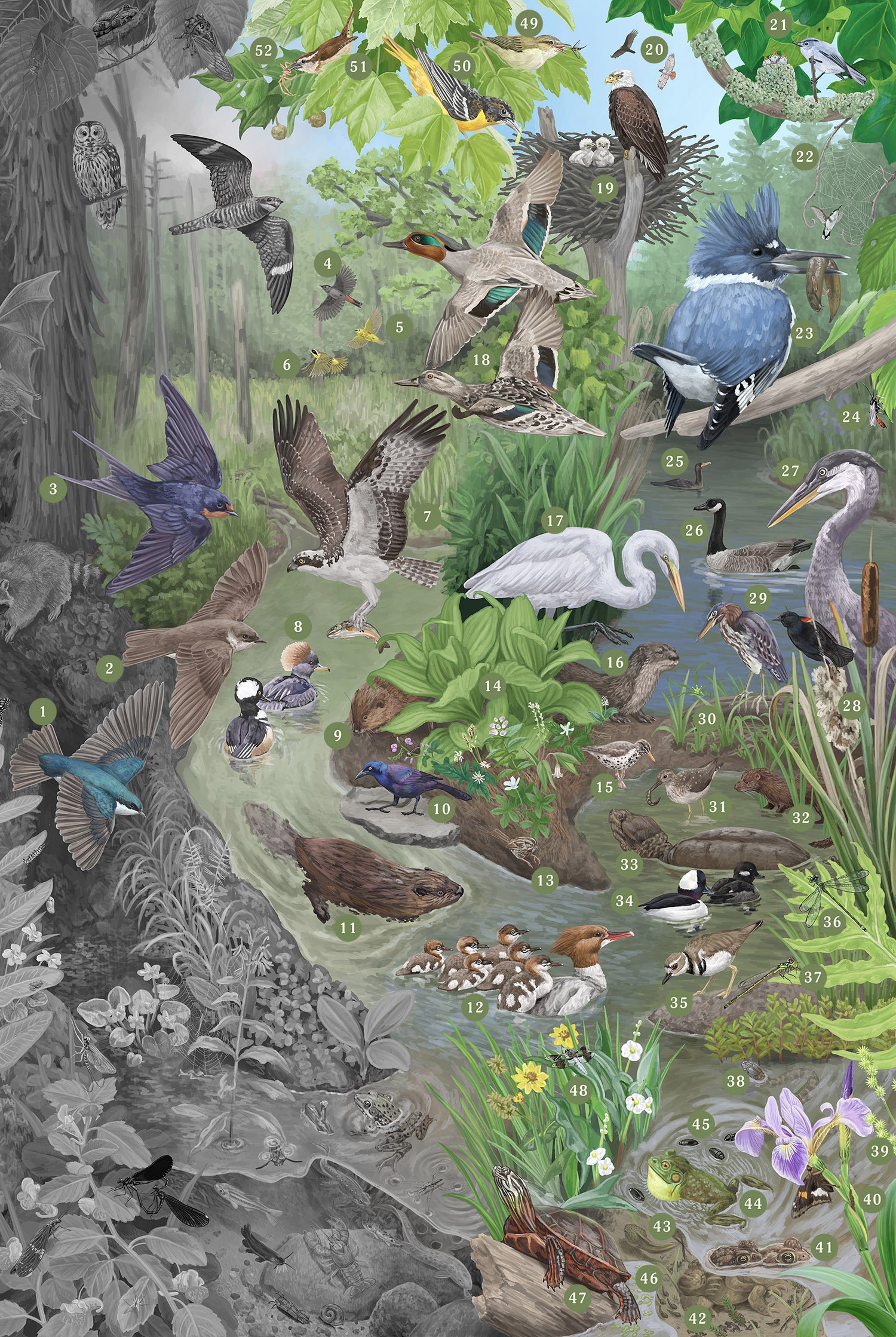 Zena Woods Biodiversity — Zoe Keller Nature Art